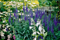 aplants-0711