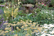 Planting Thumb